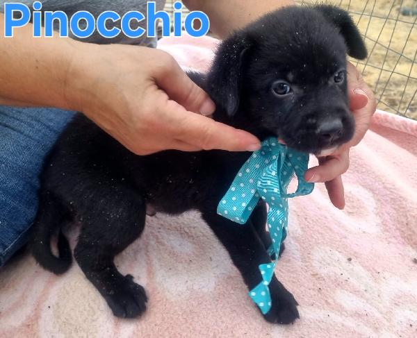 PINOCCHIO CUCCIOLO SIMIL LABRADOR Foto 3