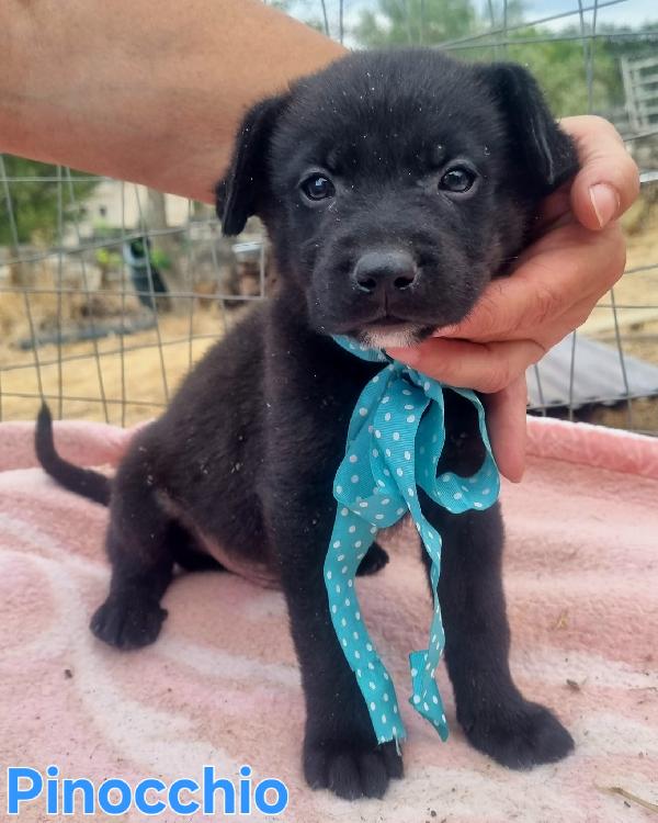PINOCCHIO CUCCIOLO SIMIL LABRADOR Foto 4