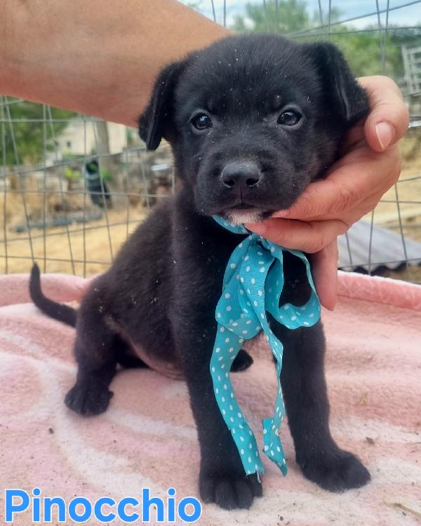 PINOCCHIO CUCCIOLO SIMIL LABRADOR Foto 5