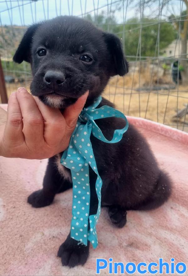 PINOCCHIO CUCCIOLO SIMIL LABRADOR Foto 6