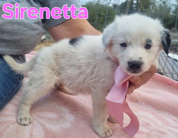 Sirenetta Cucciola Simil Border