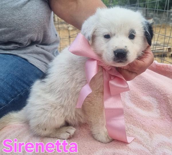 SIRENETTA CUCCIOLA SIMIL BORDER Foto 3