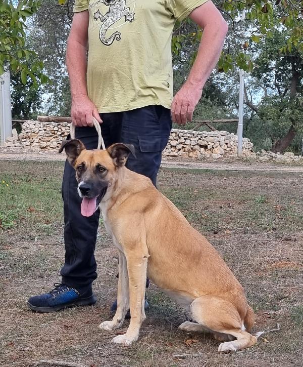 Pita Cerca Famiglia. Info adozione Monica 3890238584 Foto 4