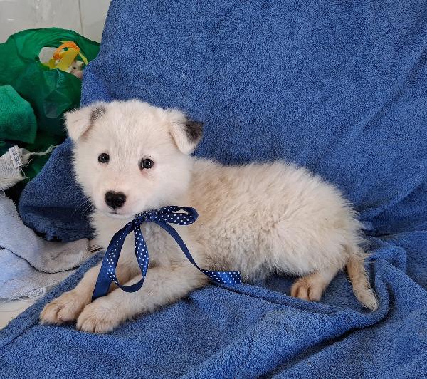 La dolcezza di GOLIA aspetta il tuo Amore. Adottalo. Foto 2
