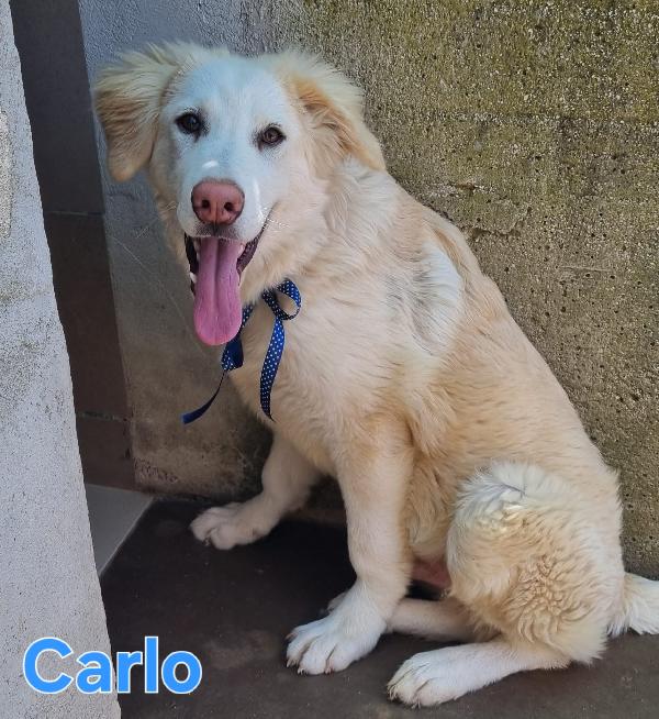 CARLO CUCCIOLONE SIMIL GOLDEN/PASTORE Foto 2
