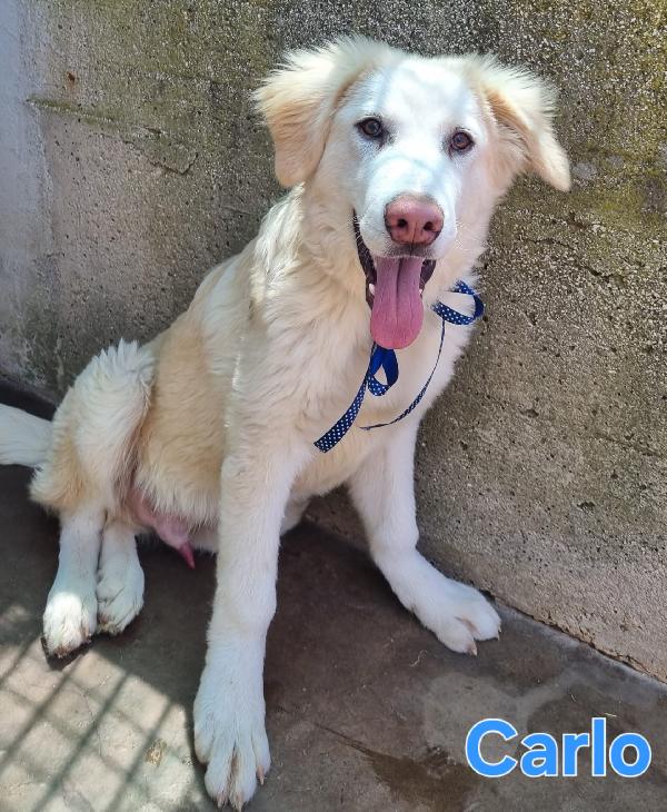 CARLO CUCCIOLONE SIMIL GOLDEN/PASTORE Foto 6