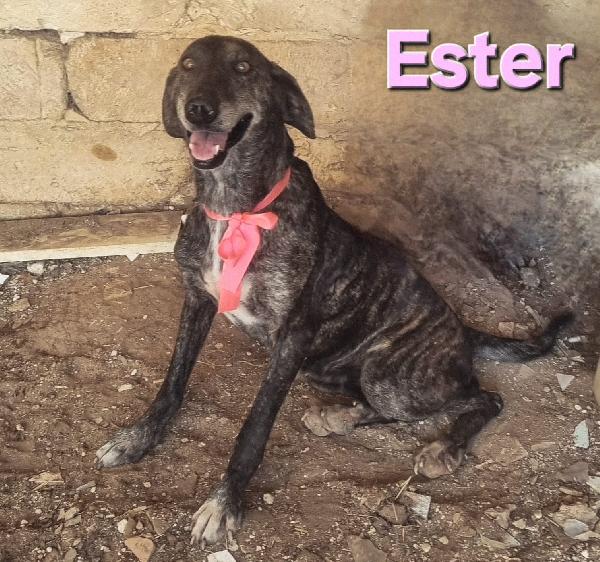 Ester Femmina Mix Segugio