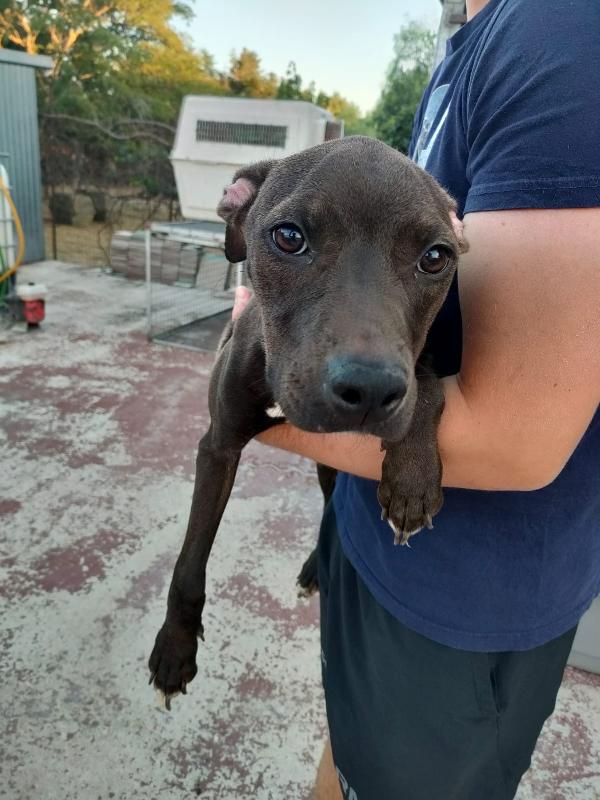 Pollon Splendida Cucciola Mix Pitbull Cerca Famiglia