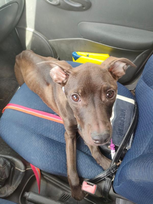 Pollon Splendida Cucciola Mix Pitbull Cerca Famiglia Foto 2