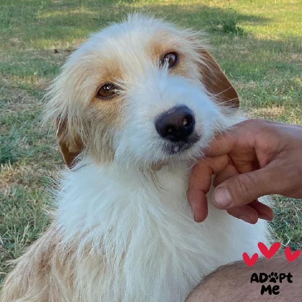 Leone Dolce Spinoncino Cerca Casa - 3 Anni (Rinuncia Di Proprietà)