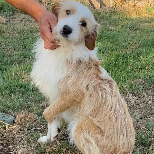 Leone dolce spinoncino cerca casa - 3 anni (rinuncia di proprietà) Foto 2