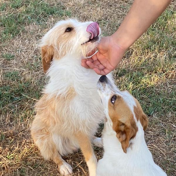 Leone dolce spinoncino cerca casa - 3 anni (rinuncia di proprietà) Foto 6