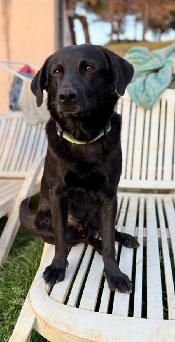 Black Simil Labrador Di 2 Anni 