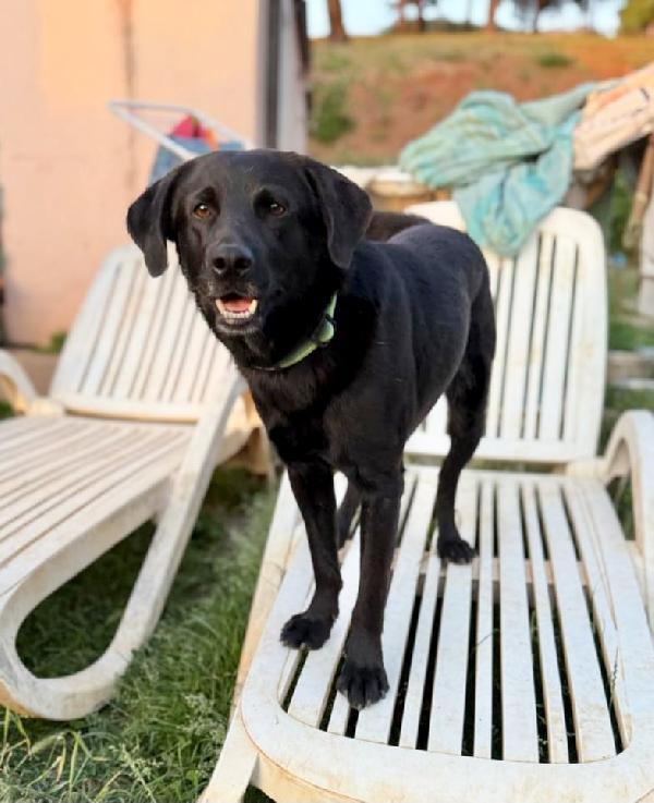 Black simil labrador di 2 anni  Foto 2