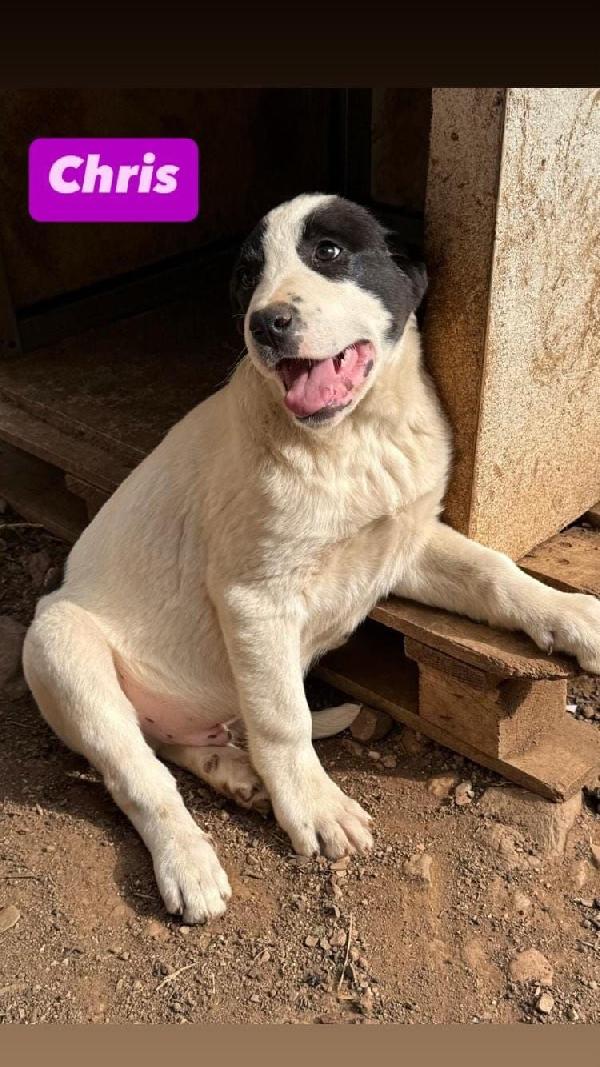 6mesi rimasti senza richieste CALABRIA SOS Foto 5