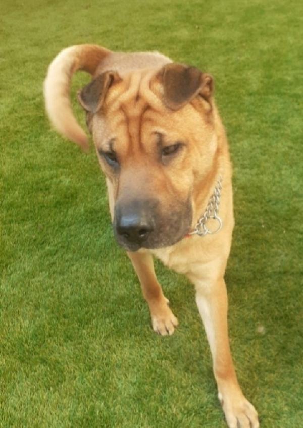 Leo Sharpei 4Anni E 1/2 Urge Milano