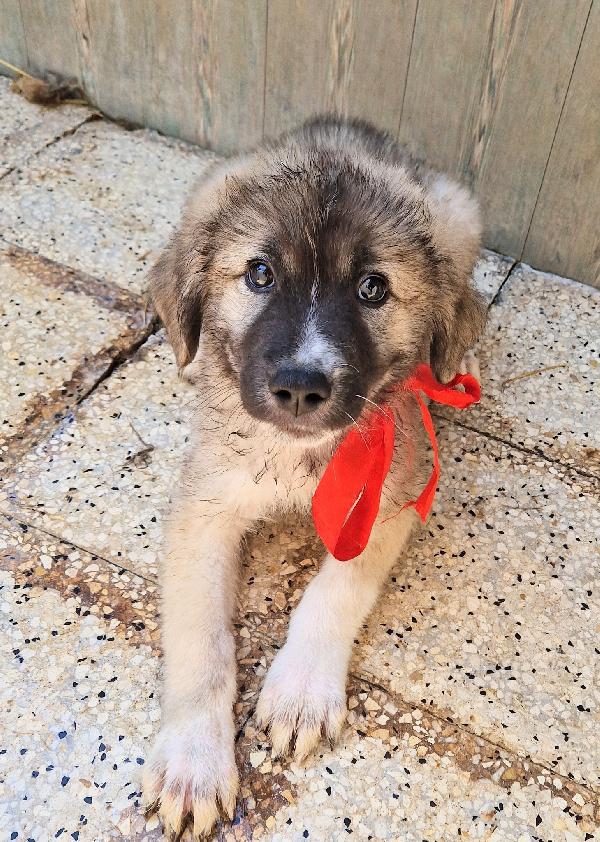 CODY,IN CANILE,ADOTTABILE IN TUTTA ITALIA! Foto 2