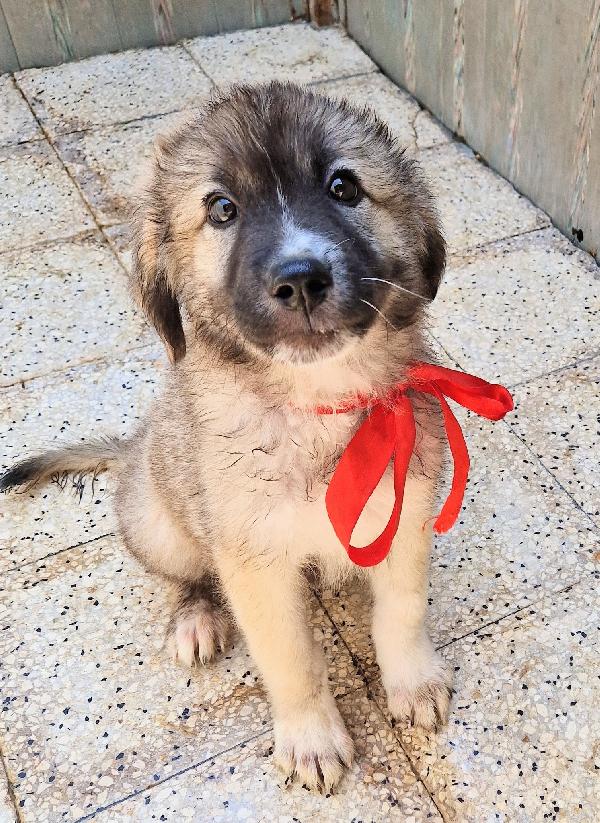 CODY,IN CANILE,ADOTTABILE IN TUTTA ITALIA! Foto 3