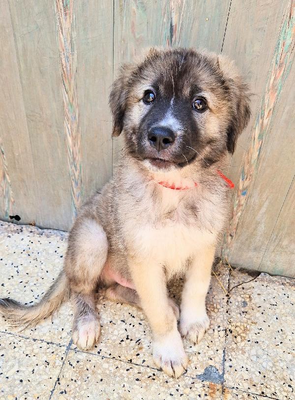 CODY,IN CANILE,ADOTTABILE IN TUTTA ITALIA! Foto 4
