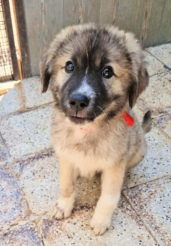 CODY,IN CANILE,ADOTTABILE IN TUTTA ITALIA! Foto 5