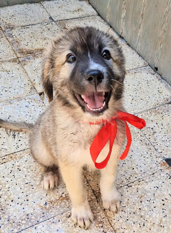 CODY,IN CANILE,ADOTTABILE IN TUTTA ITALIA! Foto 6