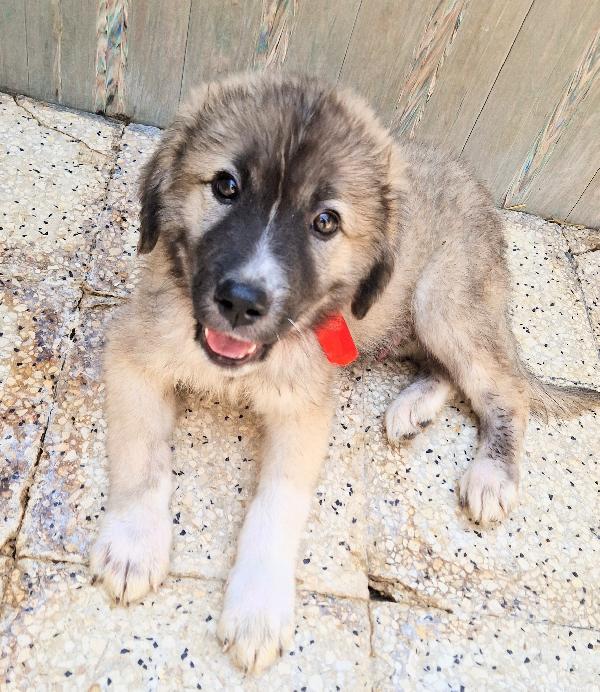 CODY,IN CANILE,ADOTTABILE IN TUTTA ITALIA! Foto 7