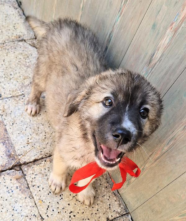 CODY,IN CANILE,ADOTTABILE IN TUTTA ITALIA! Foto 8