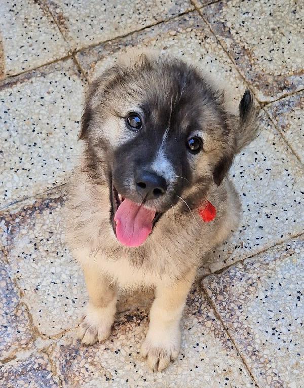 CODY,IN CANILE,ADOTTABILE IN TUTTA ITALIA! Foto 9