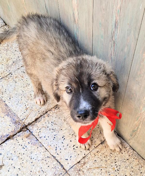 CODY,IN CANILE,ADOTTABILE IN TUTTA ITALIA! Foto 10