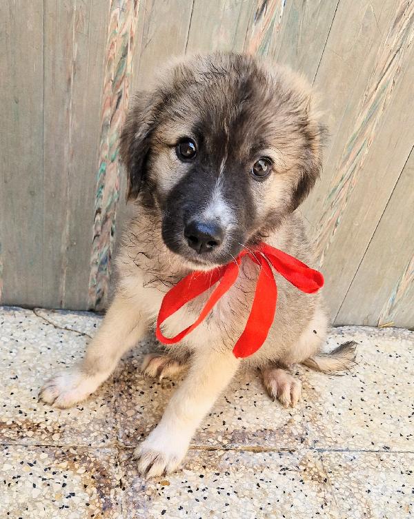 CODY,IN CANILE,ADOTTABILE IN TUTTA ITALIA! Foto 11