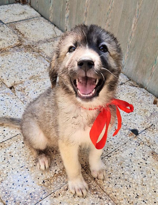 CODY,IN CANILE,ADOTTABILE IN TUTTA ITALIA! Foto 12