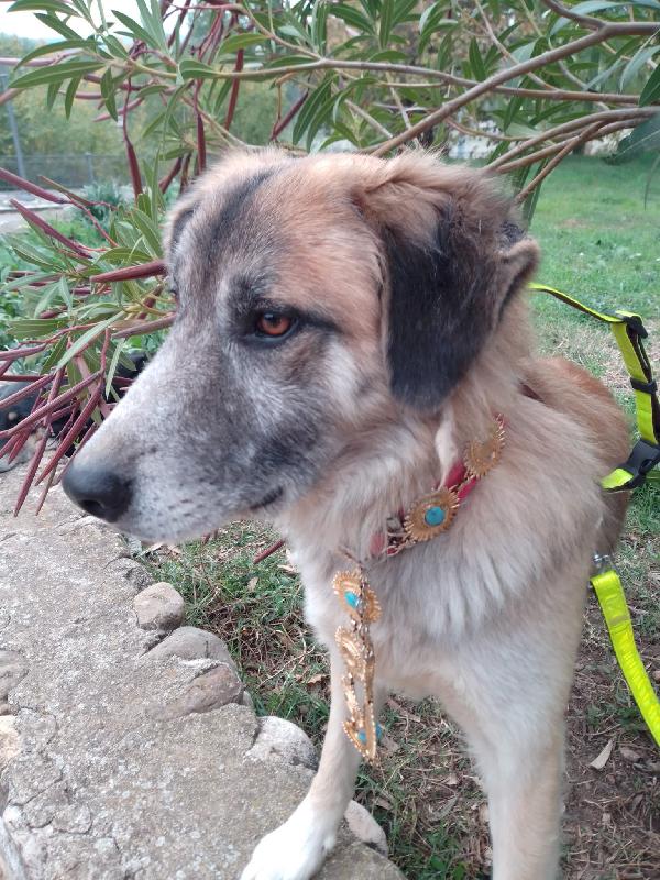 🐾 THOR CERCA CASA 🐾 Foto 7