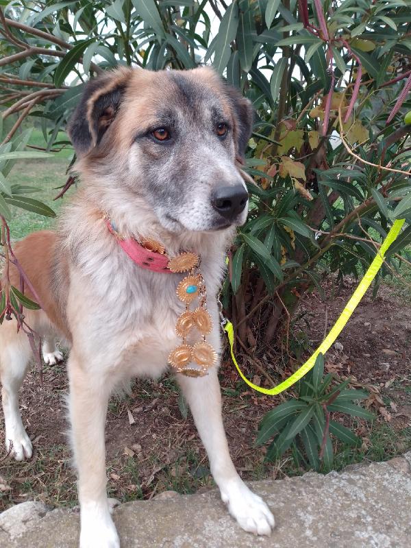 🐾💛 Thor Cerca Casa | Meraviglioso Giovane Simil Pastore Cerca Famiglia 🏠💕 Foto 2
