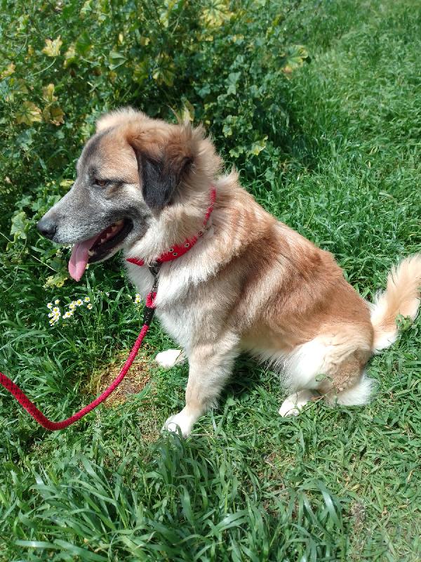 🐾💛 Thor Cerca Casa | Meraviglioso Giovane Simil Pastore Cerca Famiglia 🏠💕 Foto 3