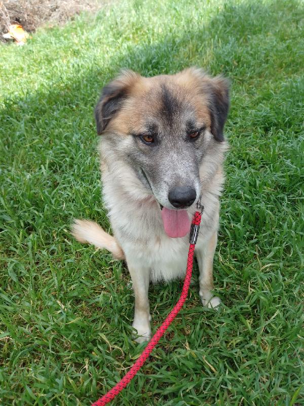 🐾💛 Thor Cerca Casa | Meraviglioso Giovane Simil Pastore Cerca Famiglia 🏠💕 Foto 4