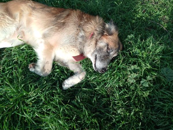 🐾💛 Thor Cerca Casa | Meraviglioso Giovane Simil Pastore Cerca Famiglia 🏠💕 Foto 5