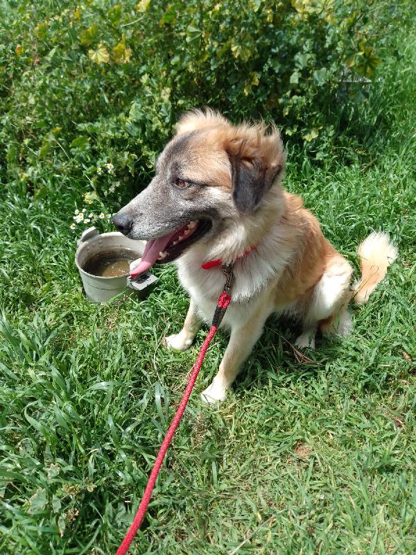 🐾💛 Thor Cerca Casa | Meraviglioso Giovane Simil Pastore Cerca Famiglia 🏠💕 Foto 6