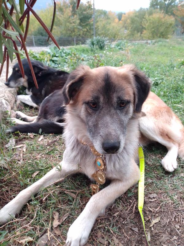 🐾💛 Thor Cerca Casa | Meraviglioso Giovane Simil Pastore Cerca Famiglia 🏠💕 Foto 7