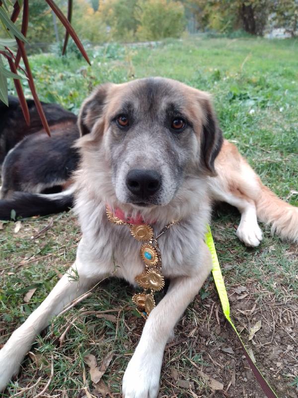 🐾💛 Thor Cerca Casa | Meraviglioso Giovane Simil Pastore Cerca Famiglia 🏠💕 Foto 8