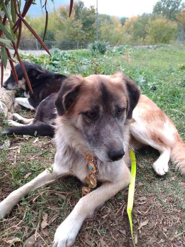 🐾💛 Thor Cerca Casa | Meraviglioso Giovane Simil Pastore Cerca Famiglia 🏠💕 Foto 10