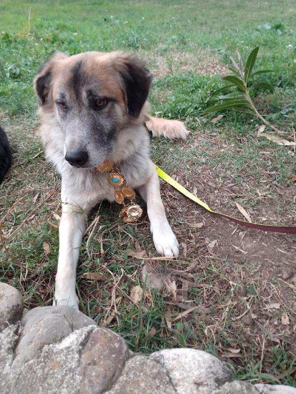 🐾💛 Thor Cerca Casa | Meraviglioso Giovane Simil Pastore Cerca Famiglia 🏠💕 Foto 11