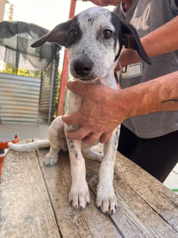 Pippi Cucciola Dalle Super Orecchie 