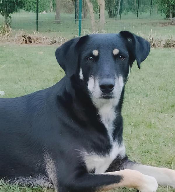 Tyson 3 Anni Abbandonato Dopo 2 Anni Di Adozione Cerca Una Nuova Opportunità 