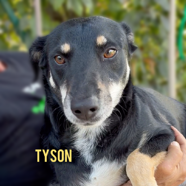 Tyson 3 anni abbandonato dopo 2 anni di adozione cerca una nuova opportunità  Foto 2