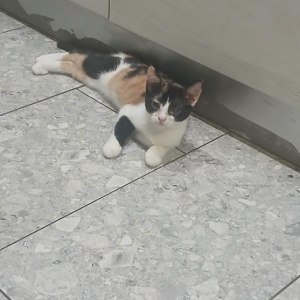 SOS lo stallo sta per finire Hänsel e Gretel cercano adozione Foto 4