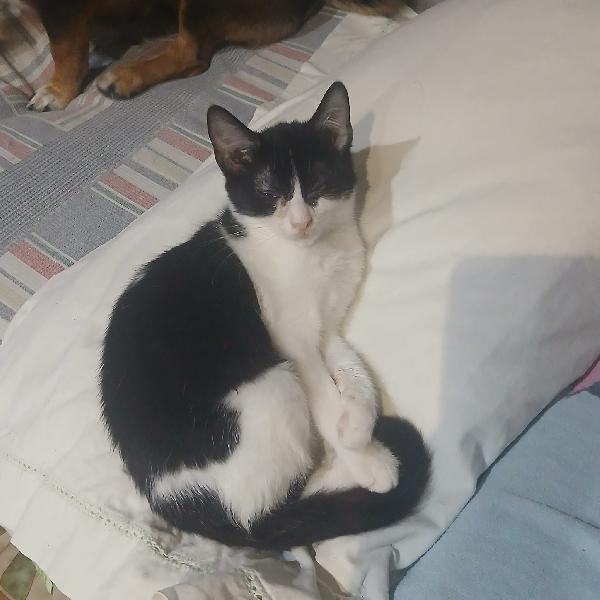 SOS lo stallo sta per finire Hänsel e Gretel cercano adozione Foto 5