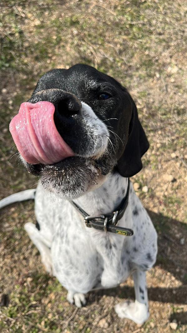 DJANGO tenerissimo cane in adozione! Foto 8