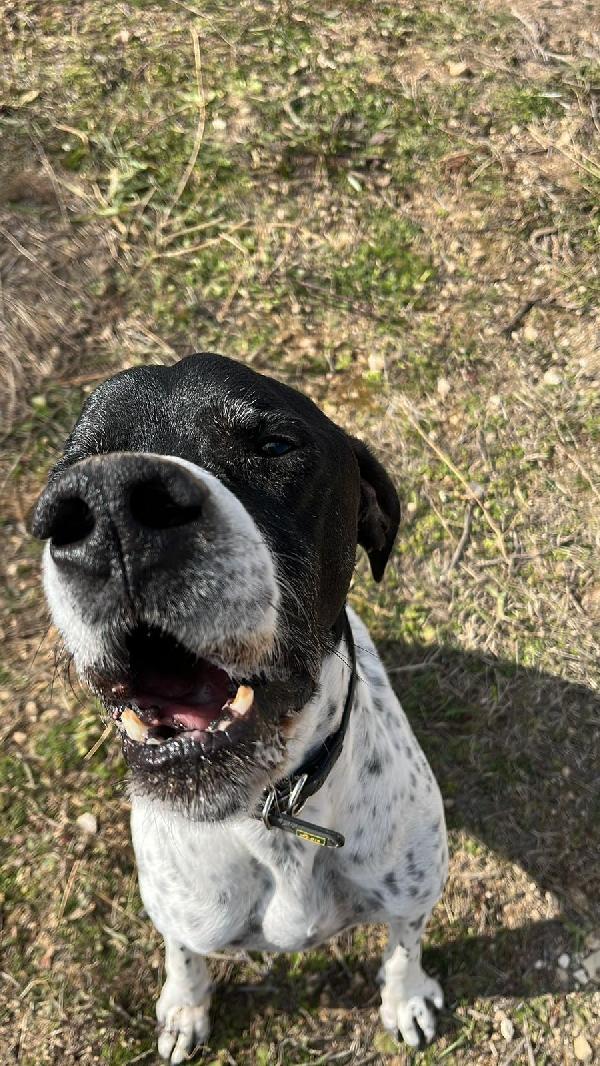 DJANGO tenerissimo cane in adozione! Foto 7