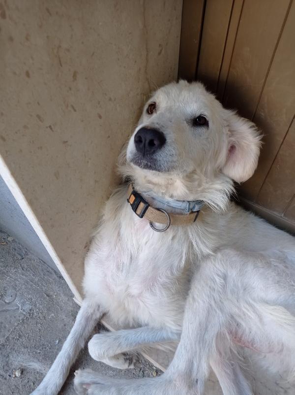 Belle, Simil Maremmanina/ Golden Merita Una Famiglia 
