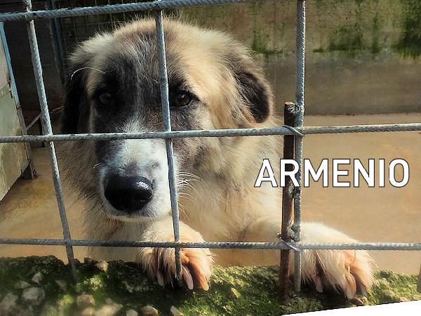 Armenio Foto 2